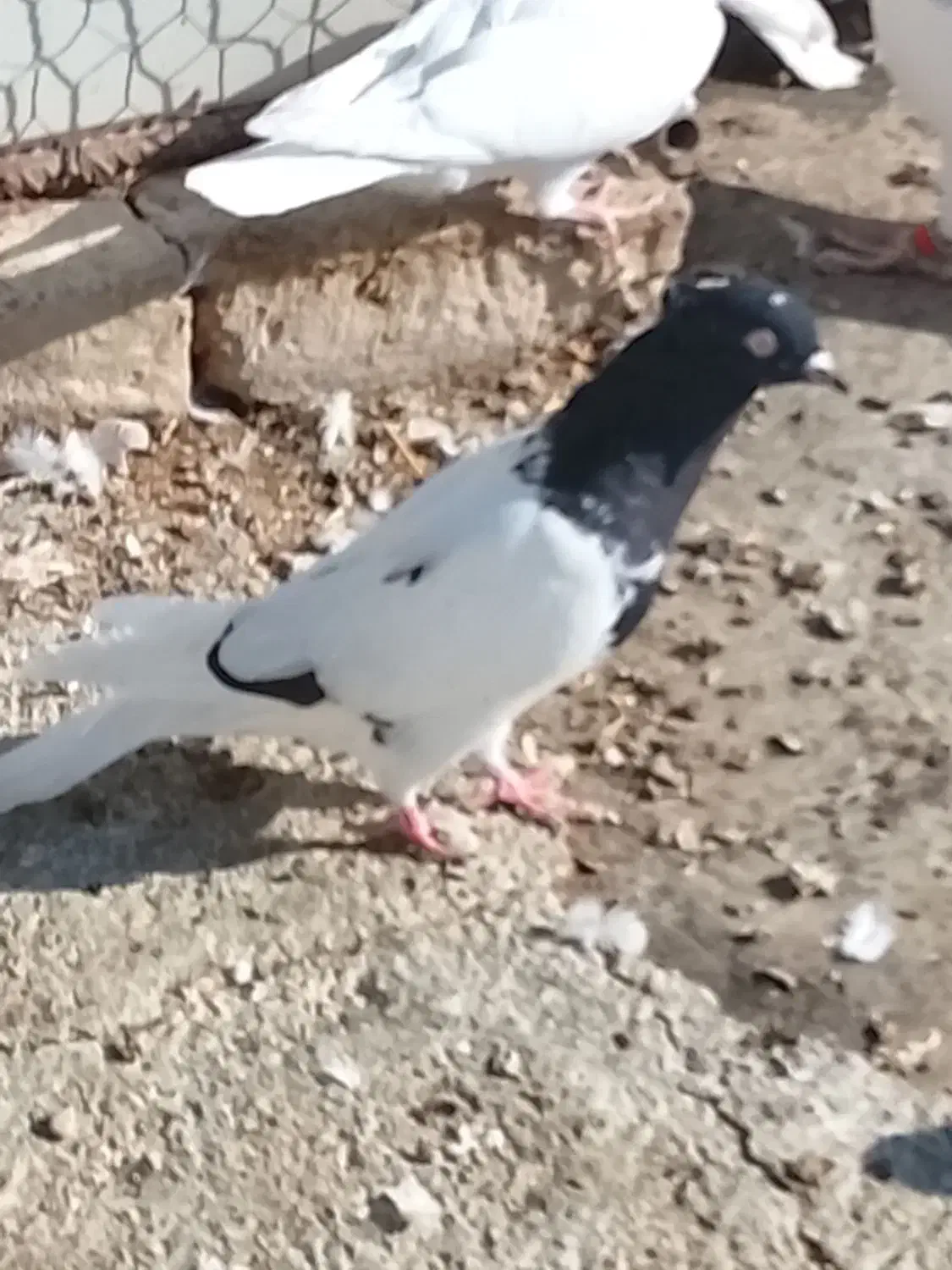 کله سیاه|پرنده|شیروان (خراسان), |دیوار