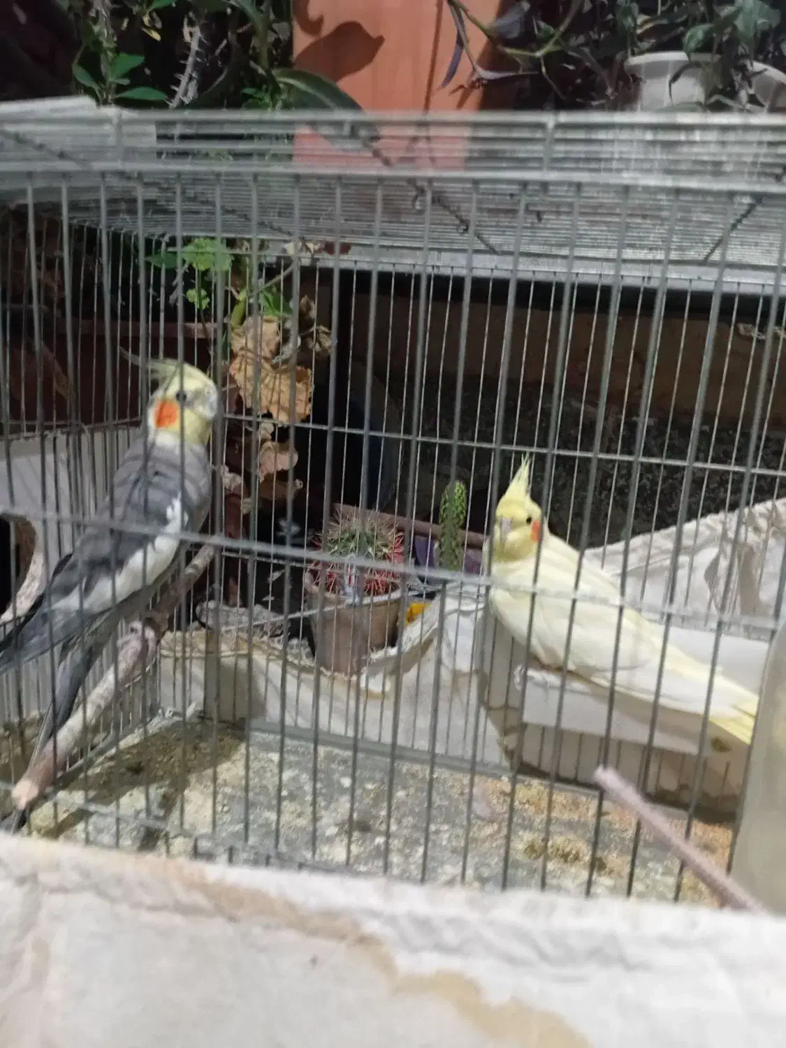 عروس هلندی|پرنده|باسمنج, |دیوار