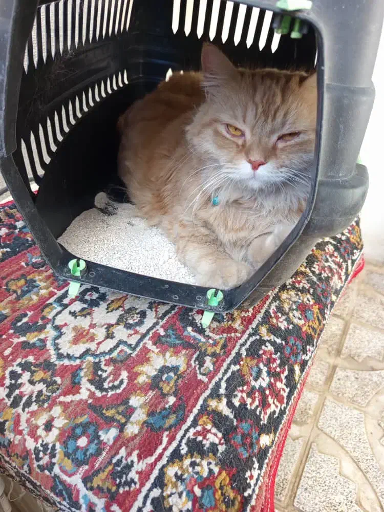 گربه گمشده|حیوانات|کرمانشاه, |دیوار