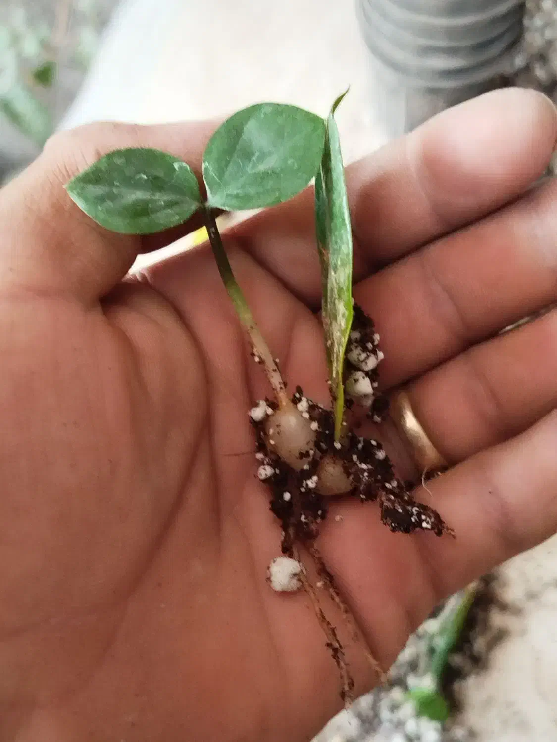 فروش و مشاوره گل و گیاه آپارتمانی|گل و گیاه طبیعی|رفسنجان, |دیوار