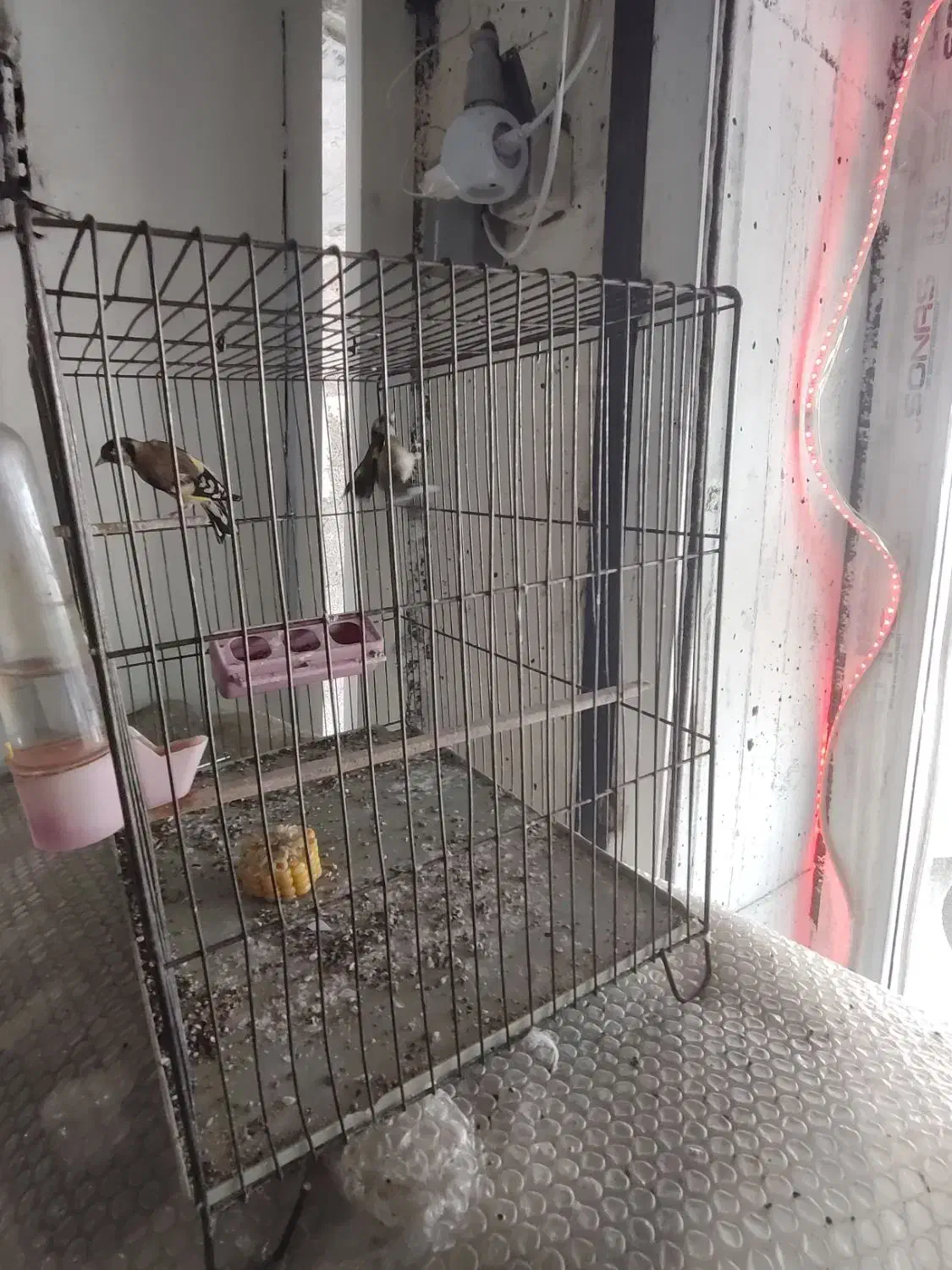 سهره گمشده|حیوانات|کامیاران, |دیوار