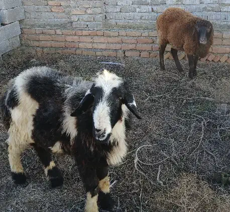 دو تا گوسفند نر|حیوانات مزرعه|گمیشان, |دیوار