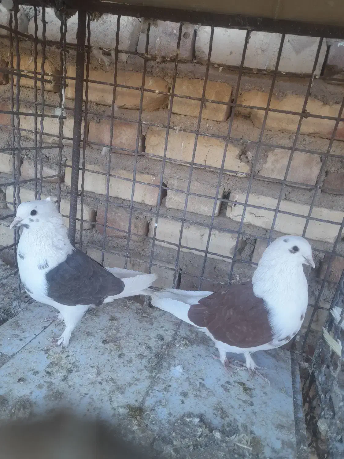 دو جفت کبوتر|پرنده|سیرجان, |دیوار