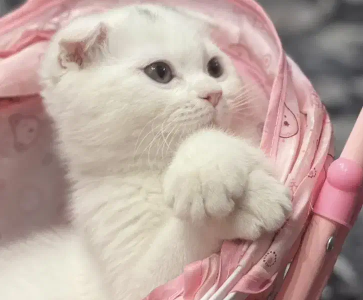 گربه اسکاتیش‌|گربه|تهران, زعفرانیه|دیوار