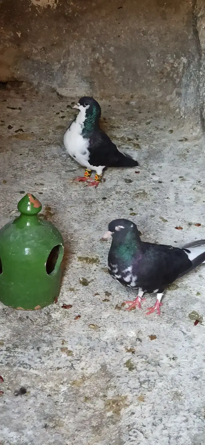 جفت شهری سیاه با جوجه|پرنده|شیراز, آبیاری|دیوار