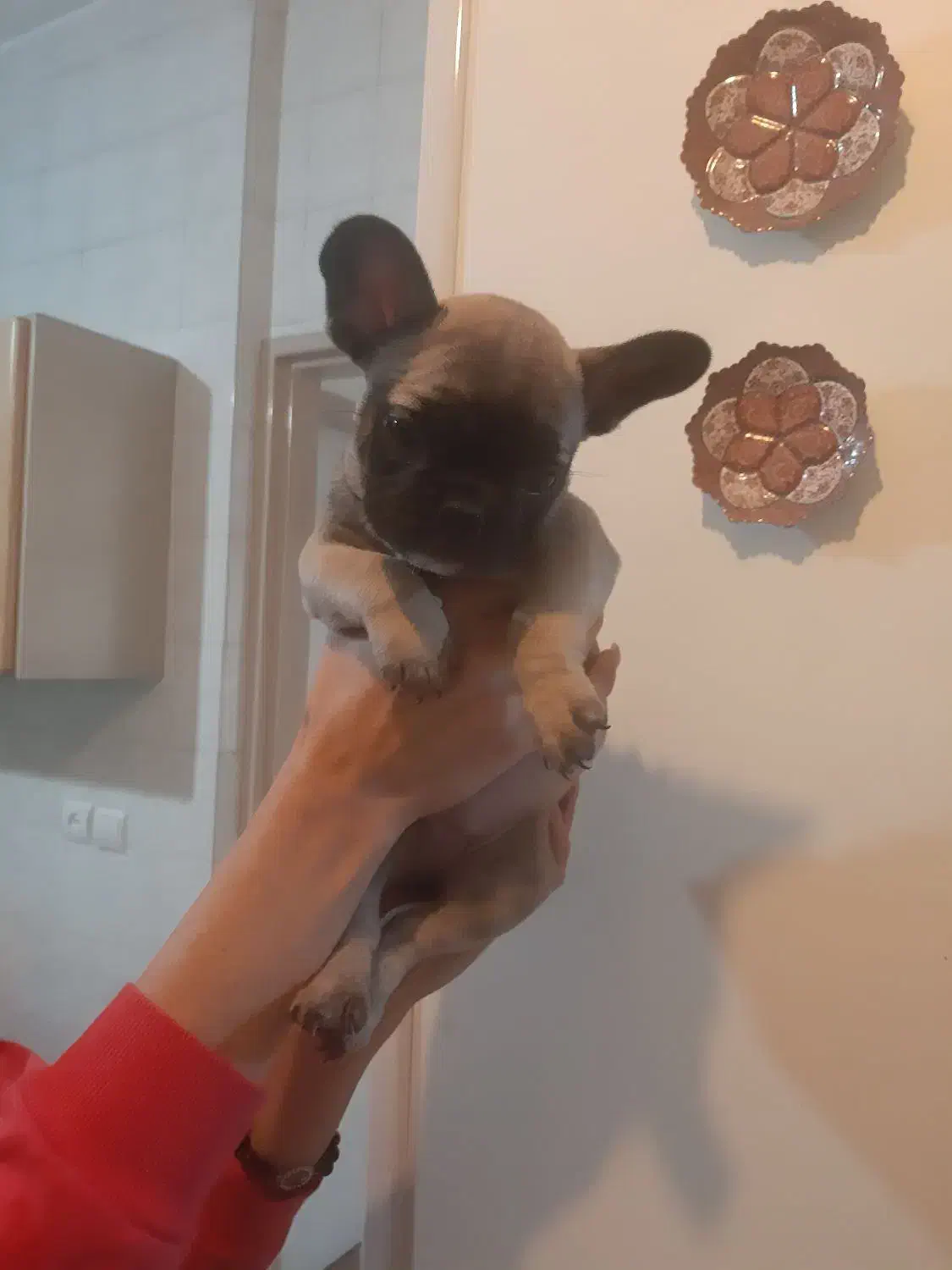 فروش سگ نژاد فرنچ بولداگ|سگ|شاهینشهر, شهرک گلدیس|دیوار