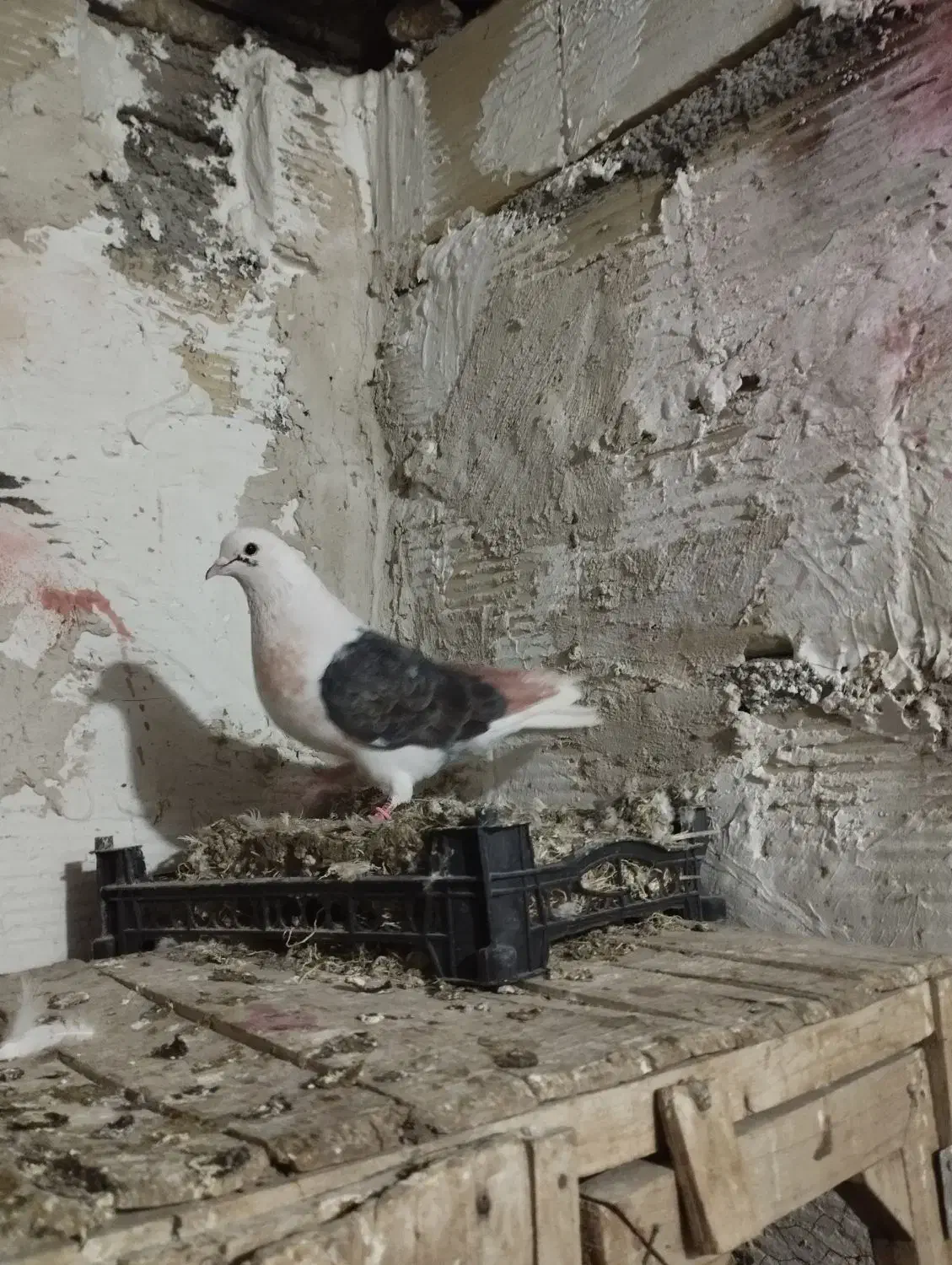 حیون شب گیری|حیوانات|شاهرود, |دیوار