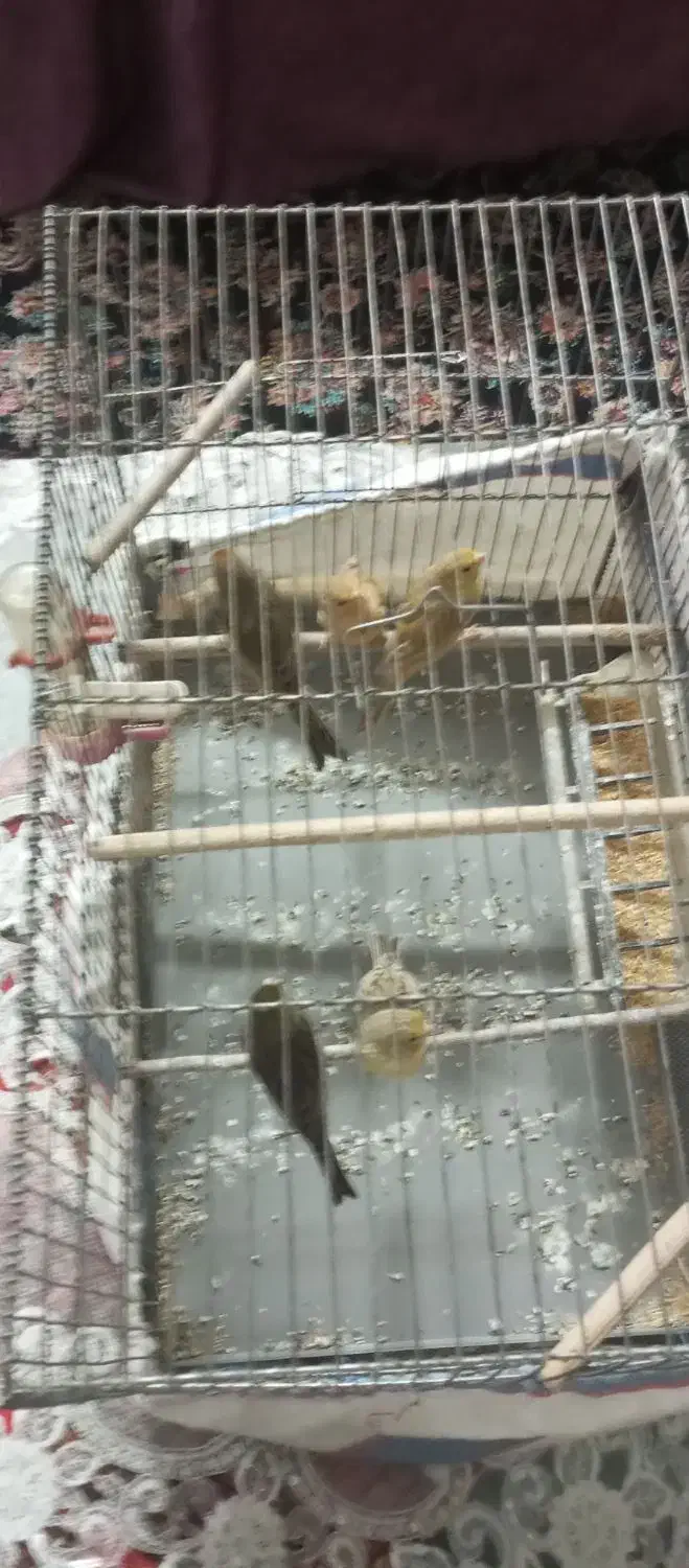 قناری ماده و نر|پرنده|صدرا-فارس, فاز ۱|دیوار