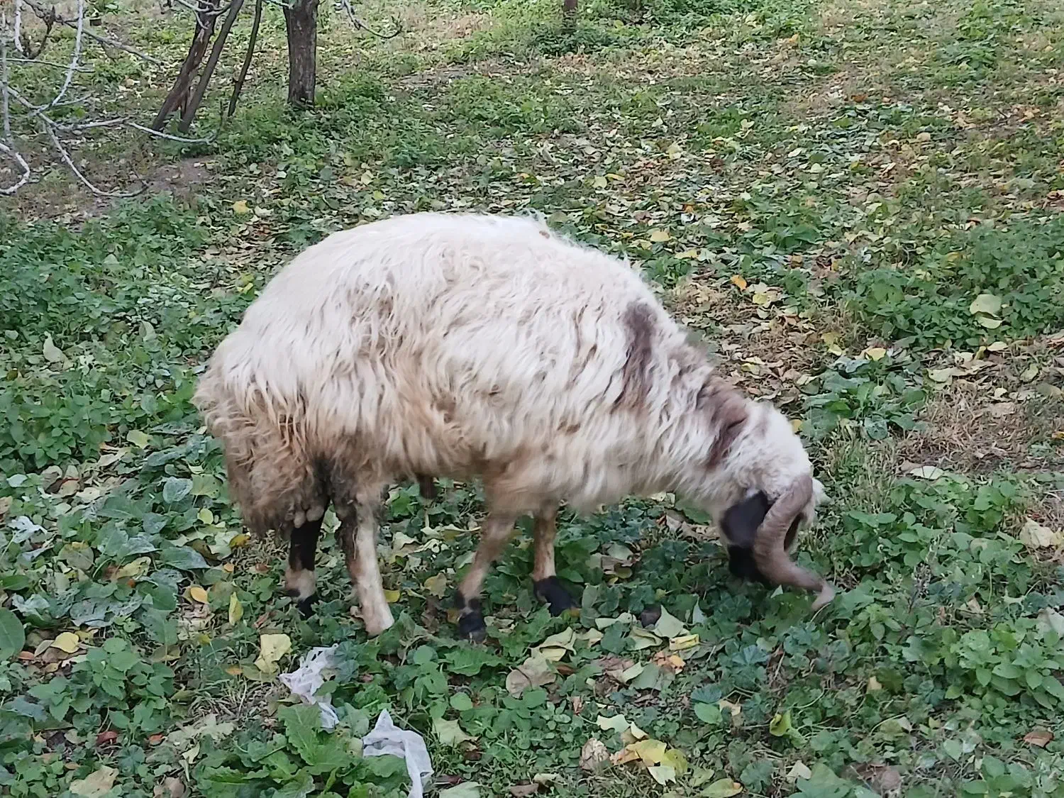 گوسفند|حیوانات مزرعه|فیرورق, |دیوار