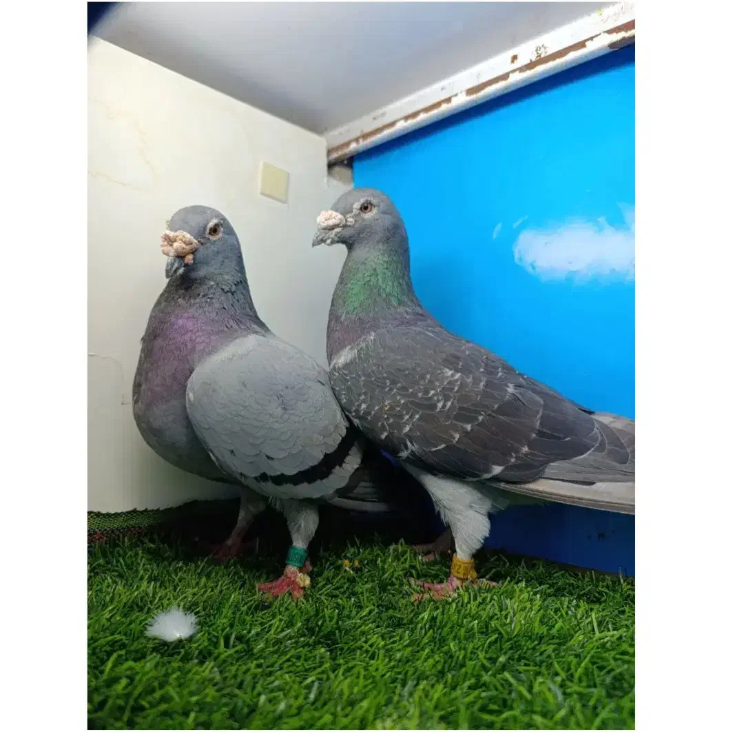 کفتر پلاک ی|پرنده|اهواز, کوی سعدی|دیوار