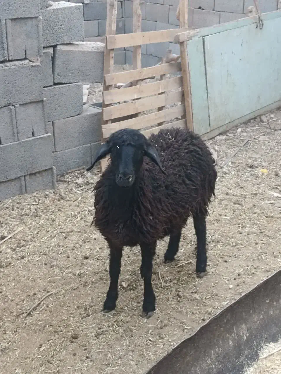 میش بره گوسفند بز بزغاله|حیوانات مزرعه|اصفهان, خانه اصفهان|دیوار