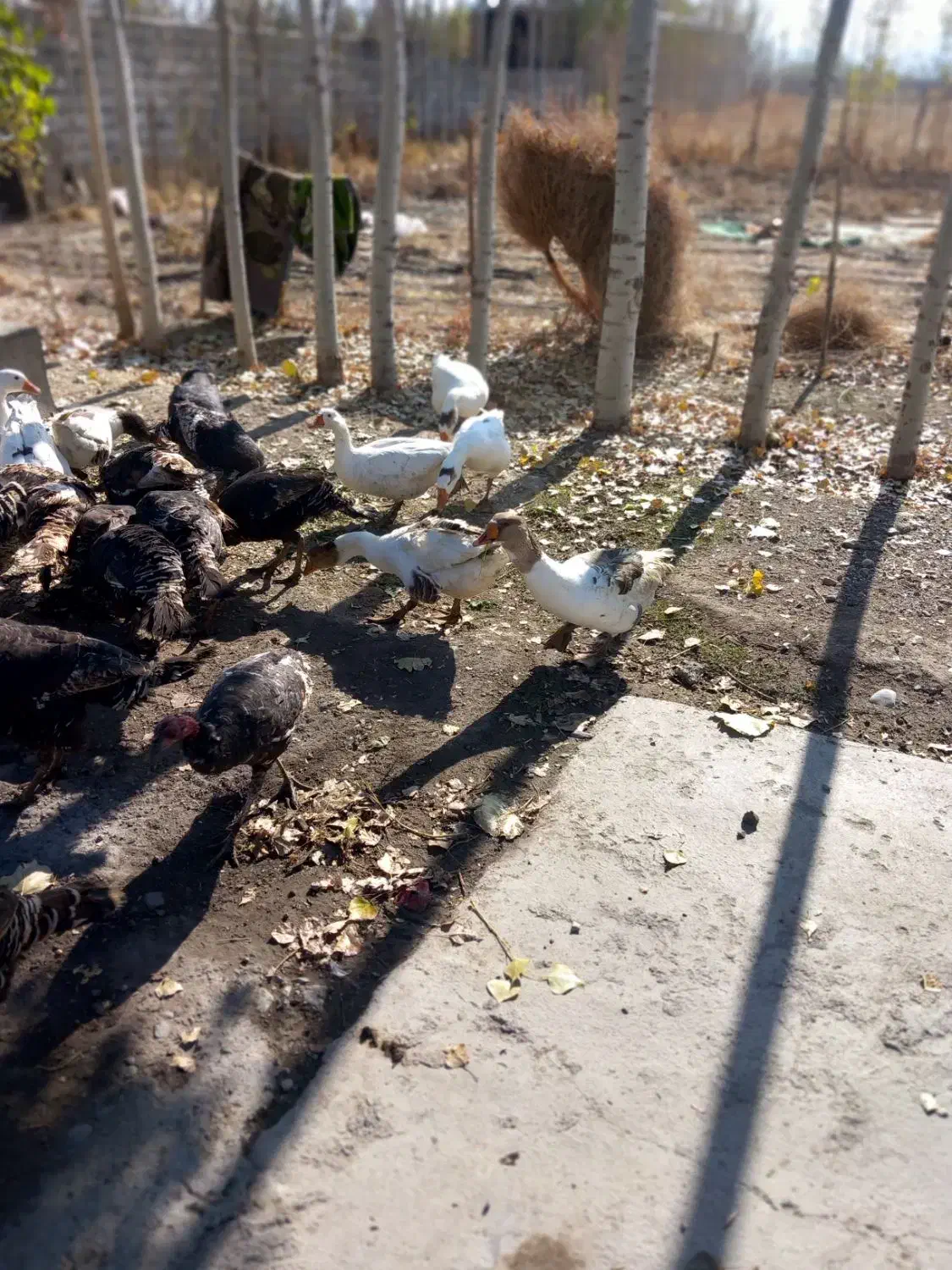 غاز محلی|حیوانات مزرعه|صومای برادوست, |دیوار