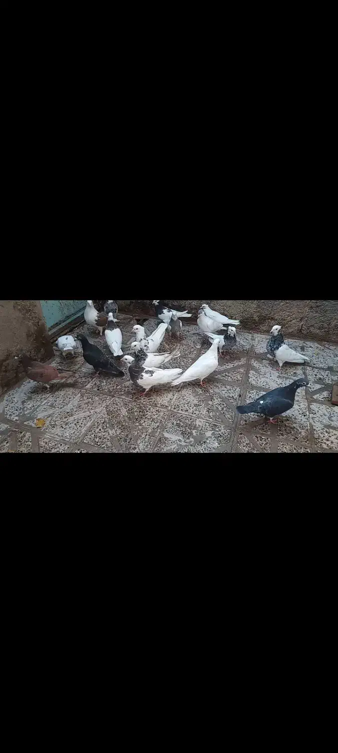 یک بوم کبوتر|پرنده|زیرکوه, |دیوار