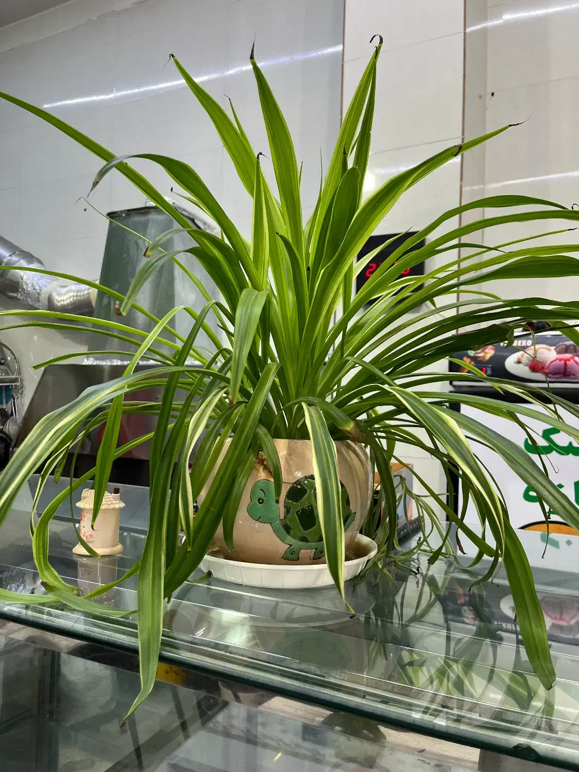 همکارخانوم جوان خوش برخوردجهت کار در کباب بریانی|استخدام خدمات فروشگاه و رستوران|شاهین‌شهر, گزبرخوار|دیوار