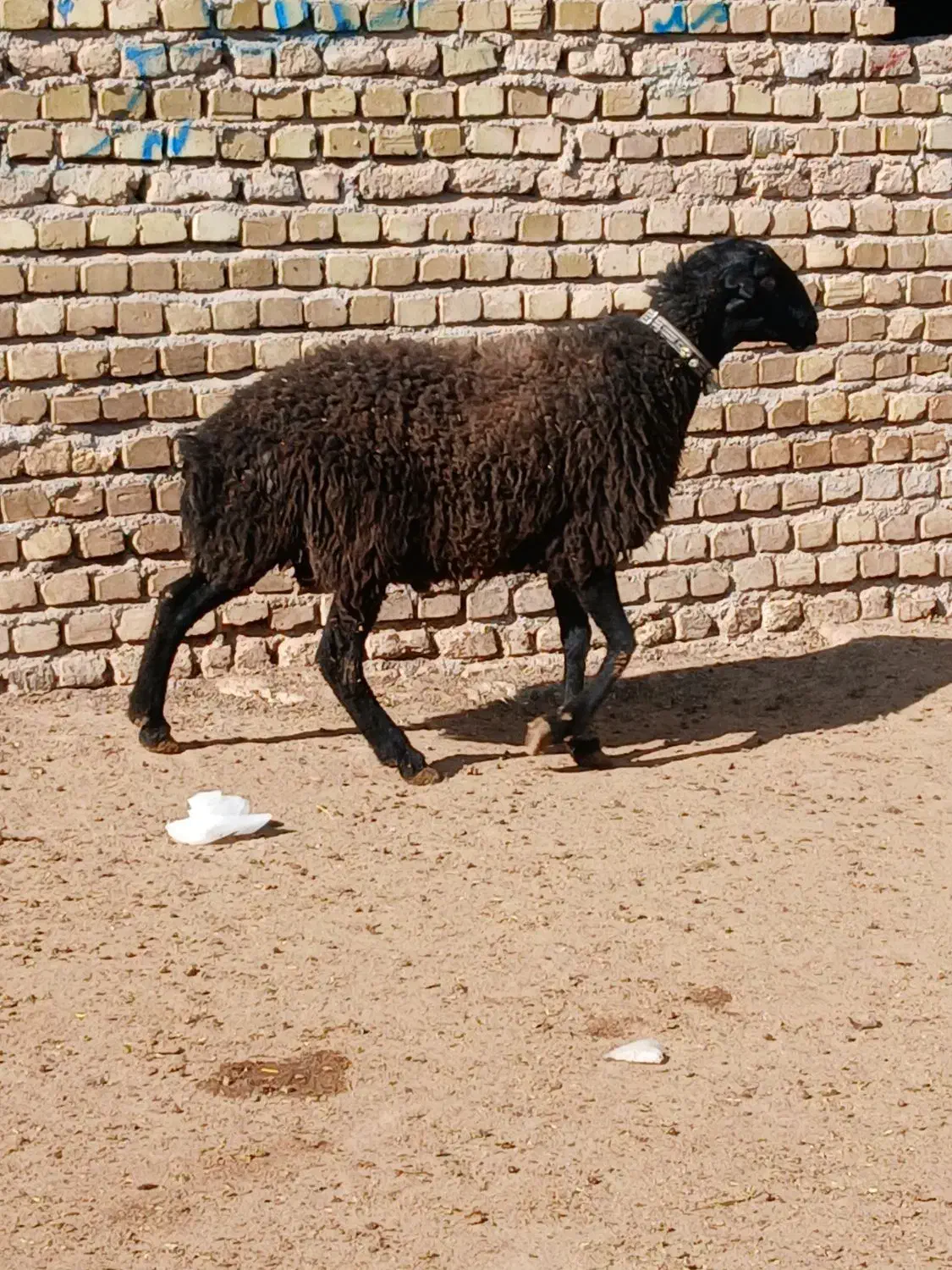 قوچ بره تازه دندون عوض کرده به شرط اطل نژاد سیاه|حیوانات مزرعه|آبیک, |دیوار