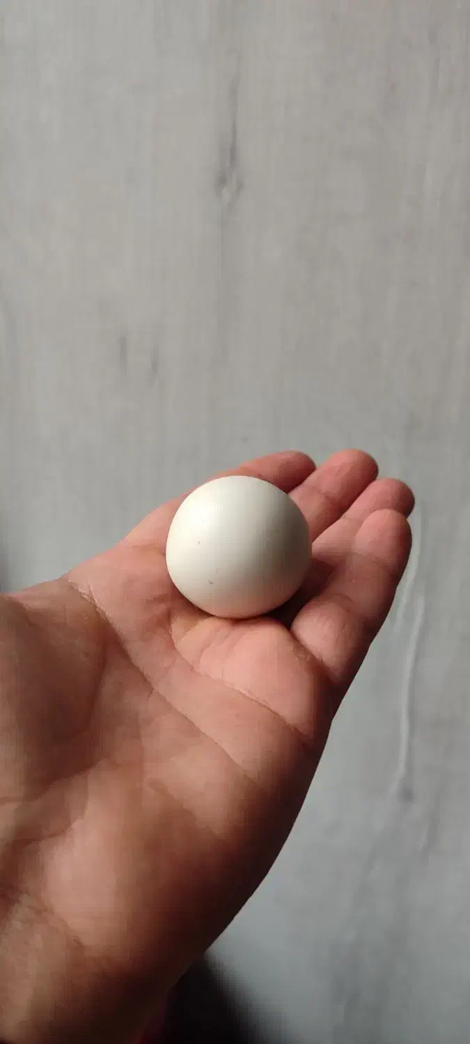 سنگ اصل آسیاب الماس|کلکسیون اشیاء عتیقه|تهران, جوانمردان (اندیشه)|دیوار