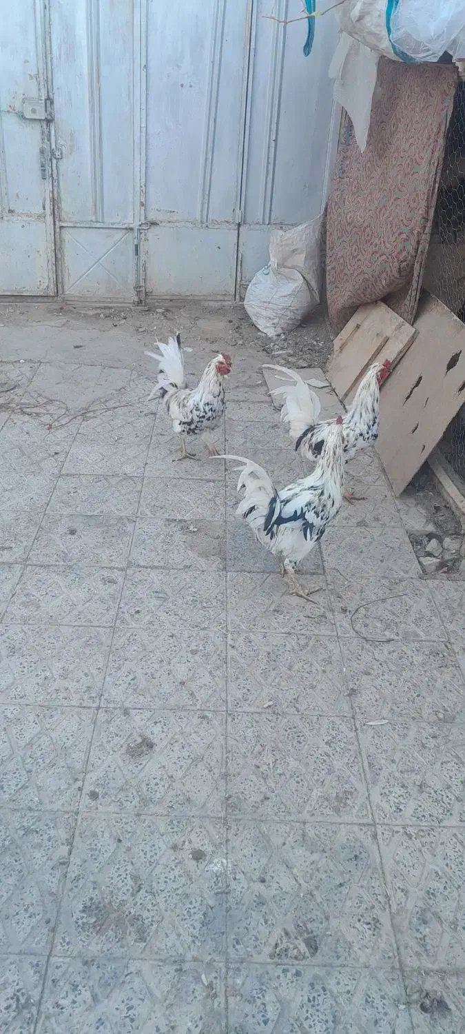 خروس|حیوانات مزرعه|لاران, |دیوار