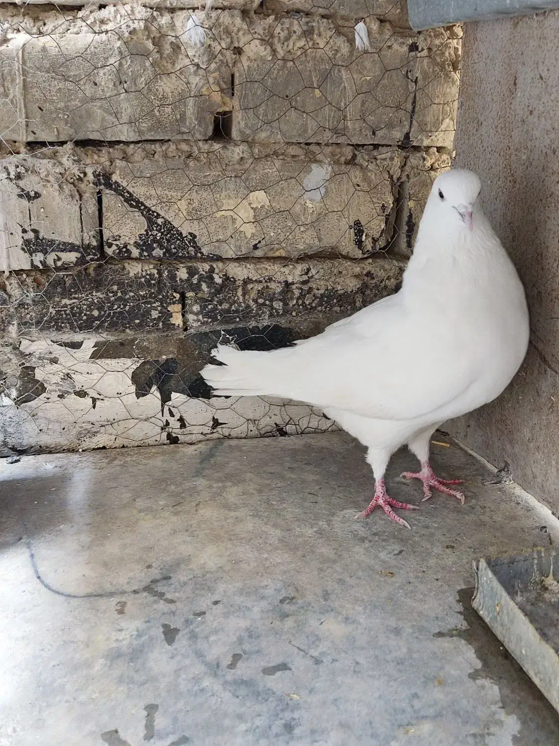 کفتر|پرنده|خمینی‌شهر, |دیوار