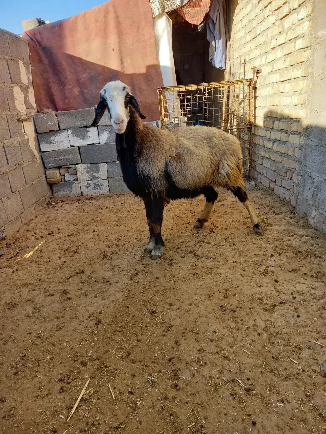 میش فروشی|حیوانات مزرعه|دهدشت, |دیوار