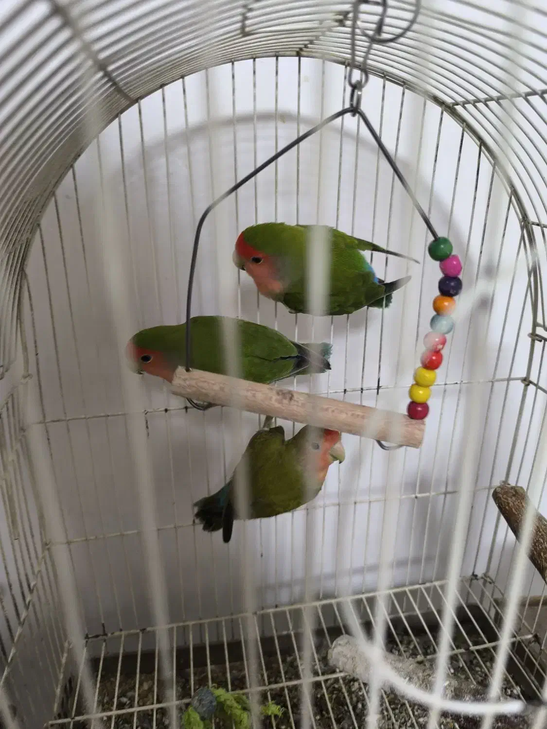 ۳عدد طوطی برزیلی|پرنده|چهاردانگه (تهران), |دیوار