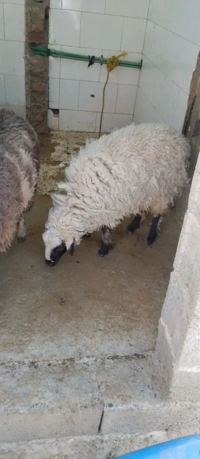 فروش|حیوانات مزرعه|خاش, |دیوار