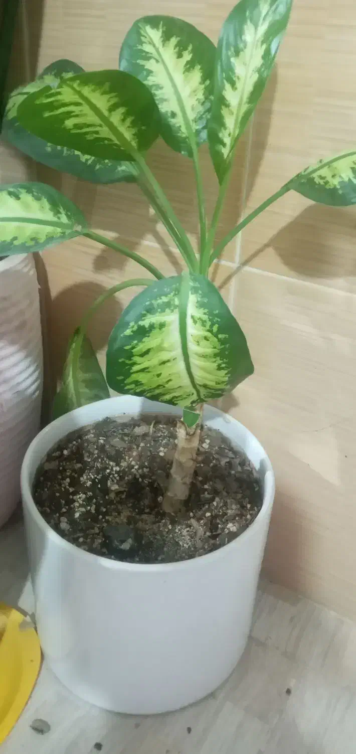 گل دیفن|گل و گیاه طبیعی|نیشابور, فیض آباد|دیوار