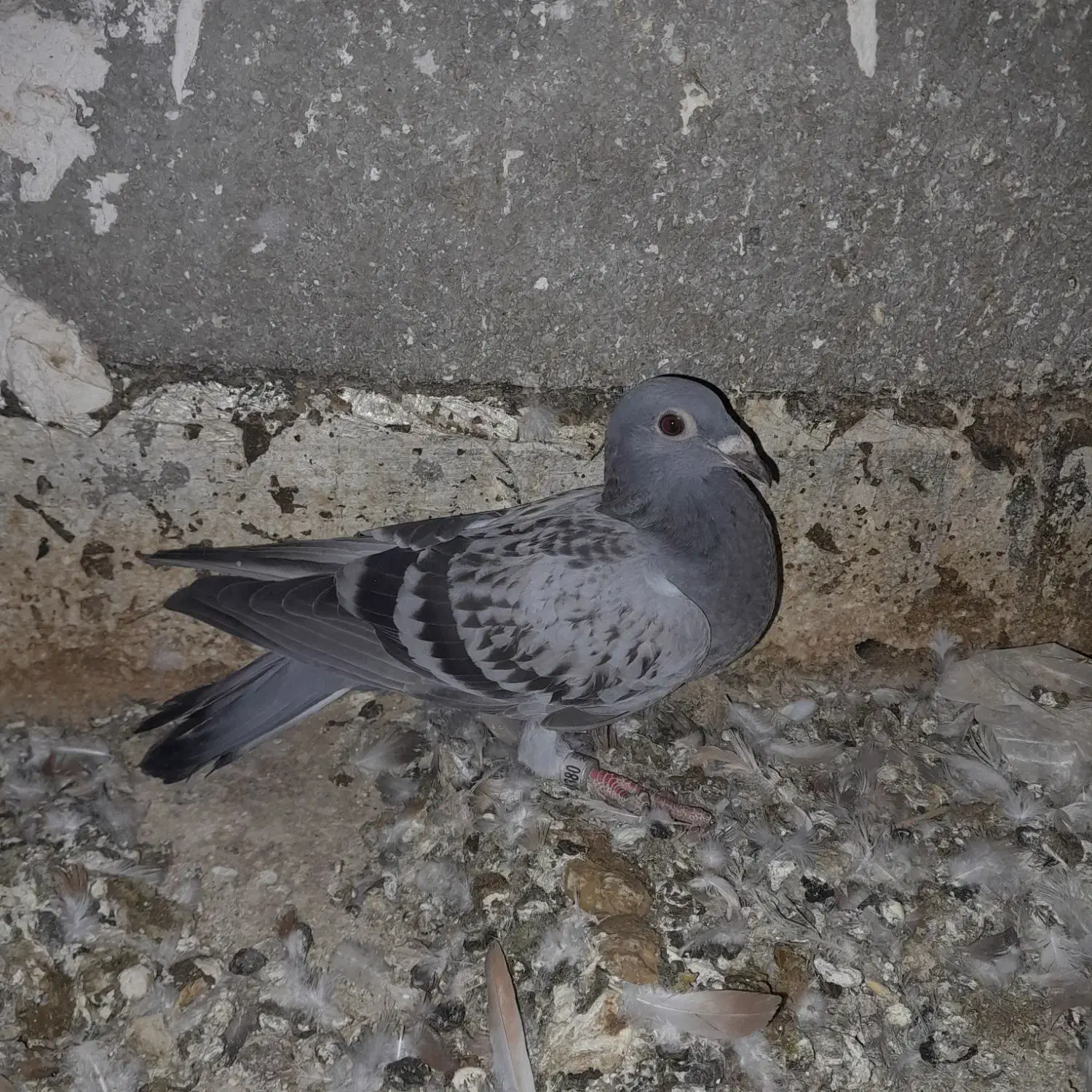 کبوتر|پرنده|گنبد کاووس, |دیوار