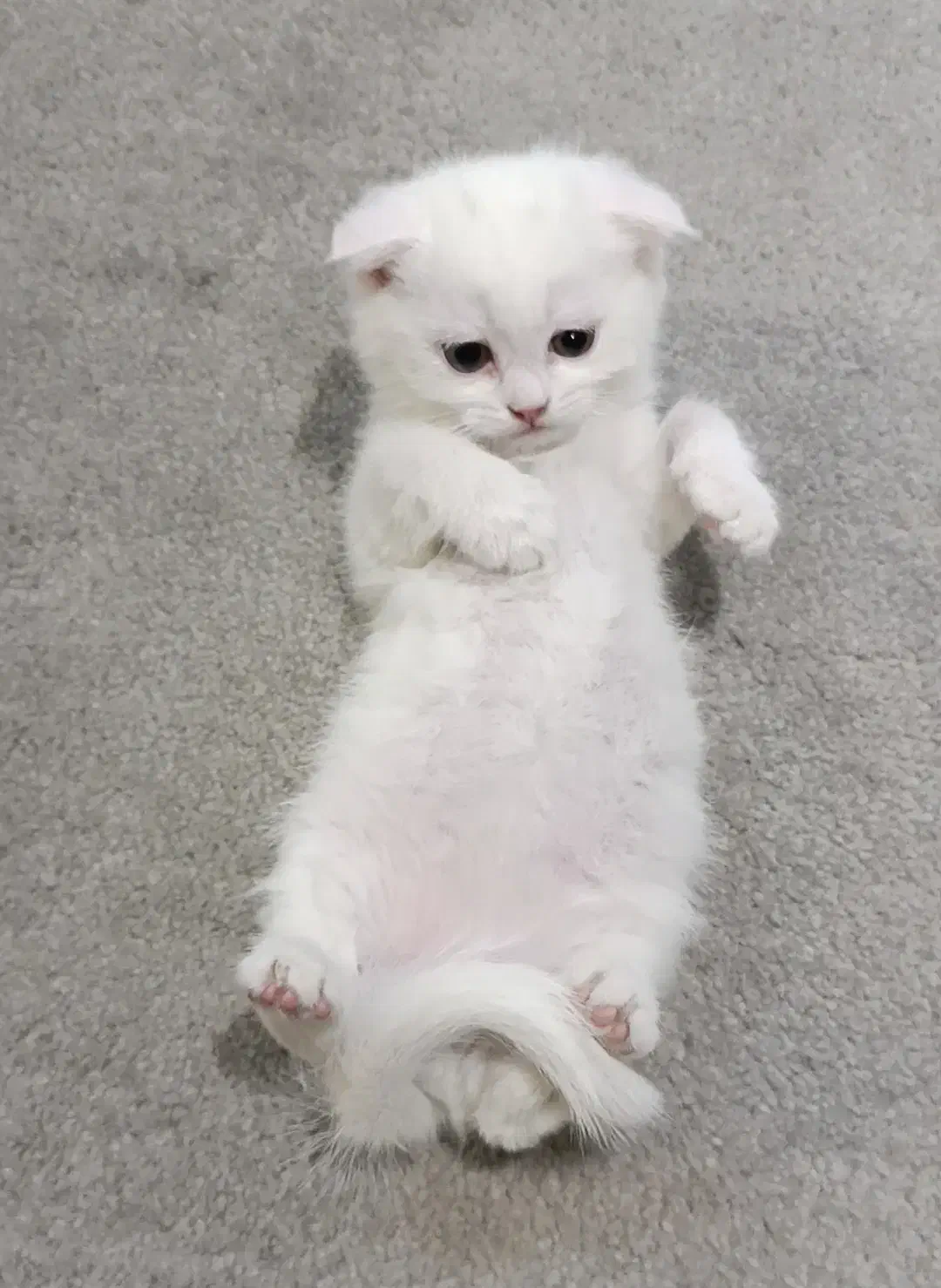 گربه اسکاتیش سفید|گربه|پردیس, فاز ۲|دیوار