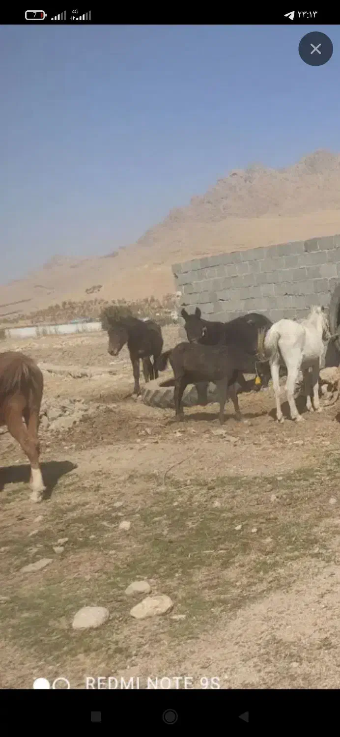 اسب|اسب و تجهیزات اسب‌سواری|تیران, |دیوار