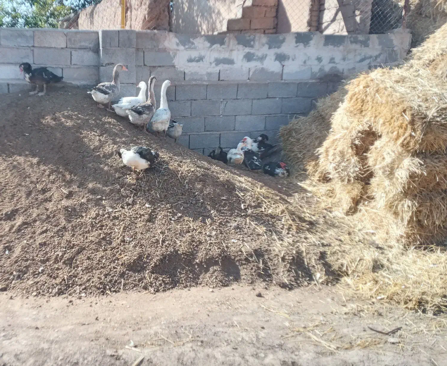 غاز و اردک شوروی (روسی )|حیوانات مزرعه|شوط, |دیوار