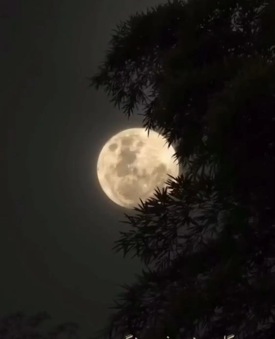 ۹۱۱.۱۷۱.**|سیم‌کارت|گرگان, |دیوار