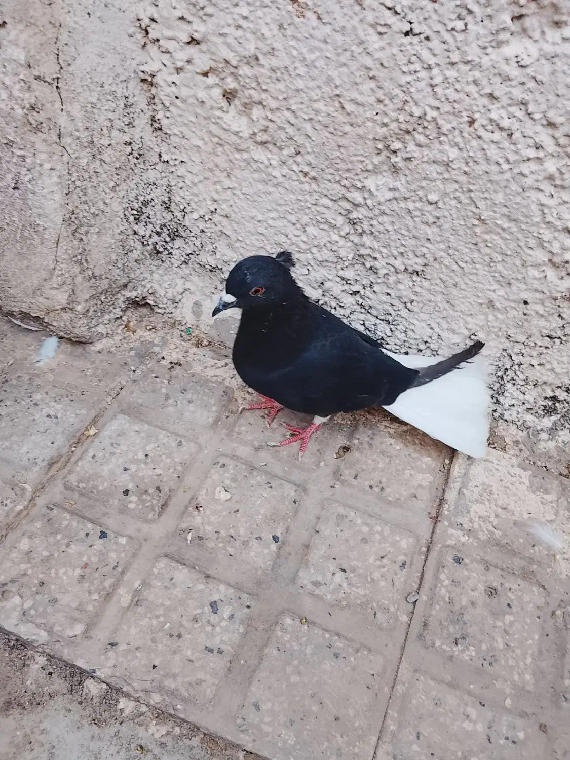 زاغ دم سفید کبوتر|پرنده|قرچک, مهدیه|دیوار