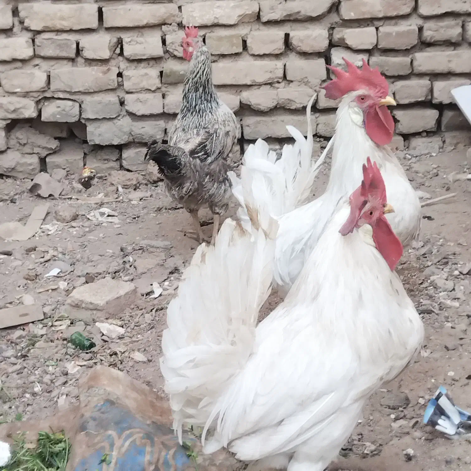 ۲تا خروس یک مرغ۶۰۰|پرنده|تربت جام, شاد|دیوار