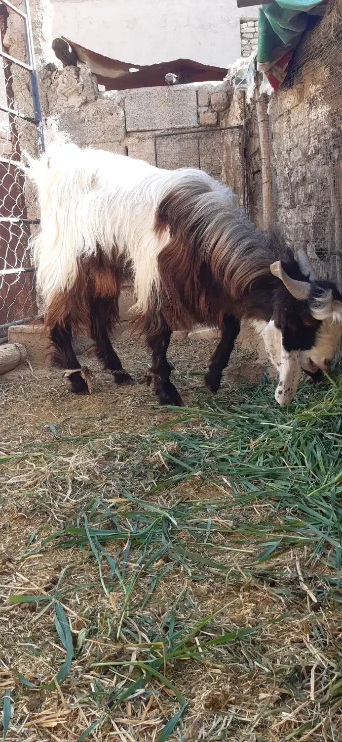 فروش گوسفند نر داشتی|حیوانات مزرعه|رونیز, |دیوار