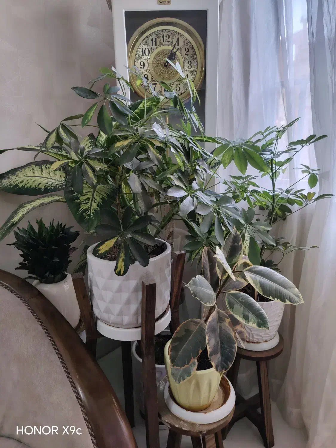 5 عدد گل|گل و گیاه طبیعی|مشهد, هفت تیر (آب و برق)|دیوار