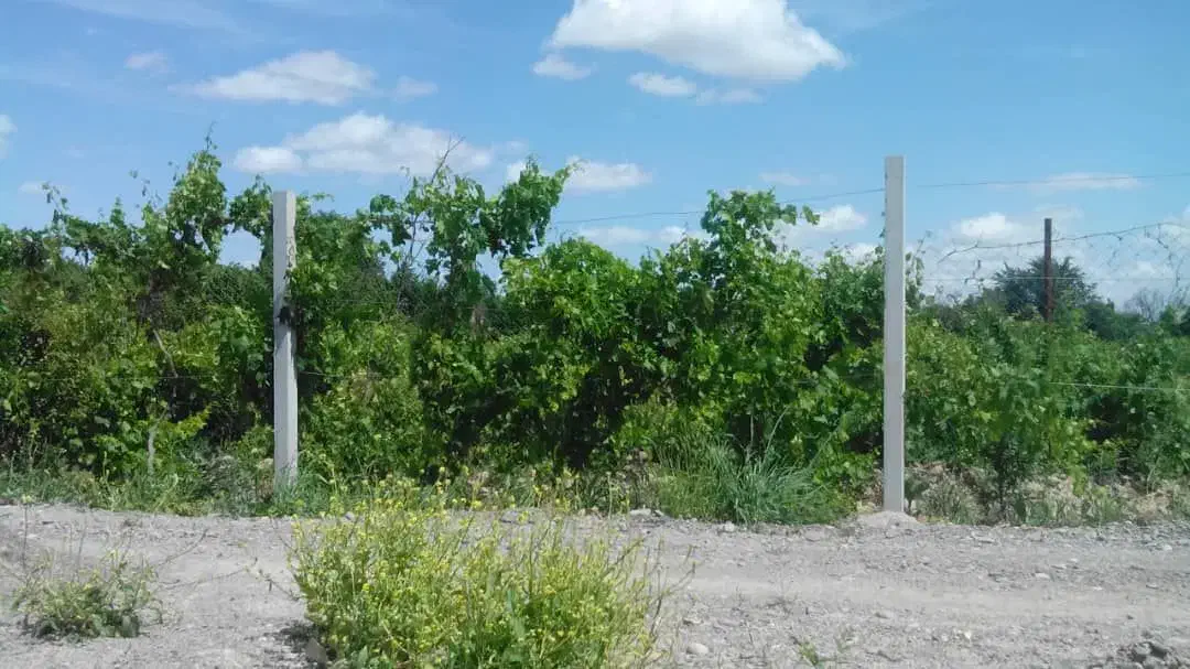 تولید پایه های بتنی فنس و داربست انگور|مصالح و تجهیزات ساختمان|درگز, |دیوار