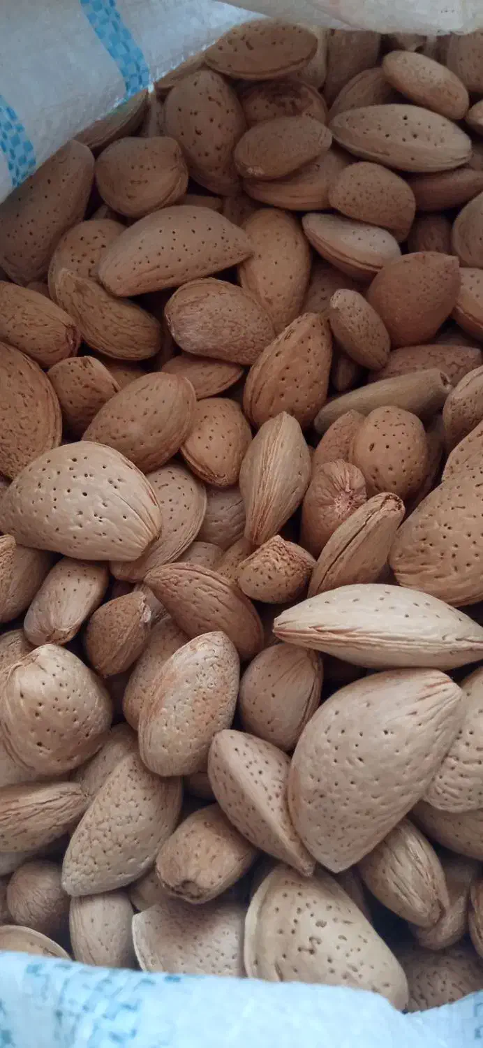 بادام امسال|خوردنی و آشامیدنی|شیراز, تندگویان|دیوار