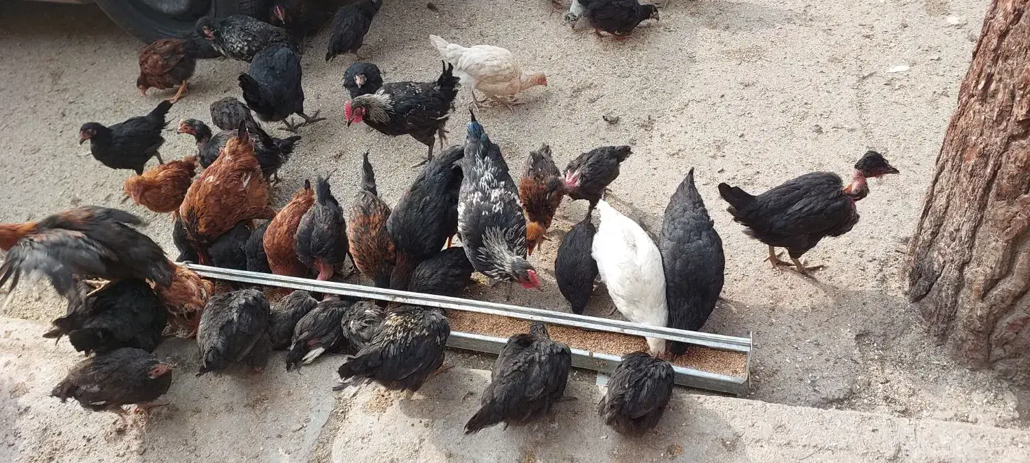 جوجه|حیوانات مزرعه|رباطکریم, رباطکریم|دیوار