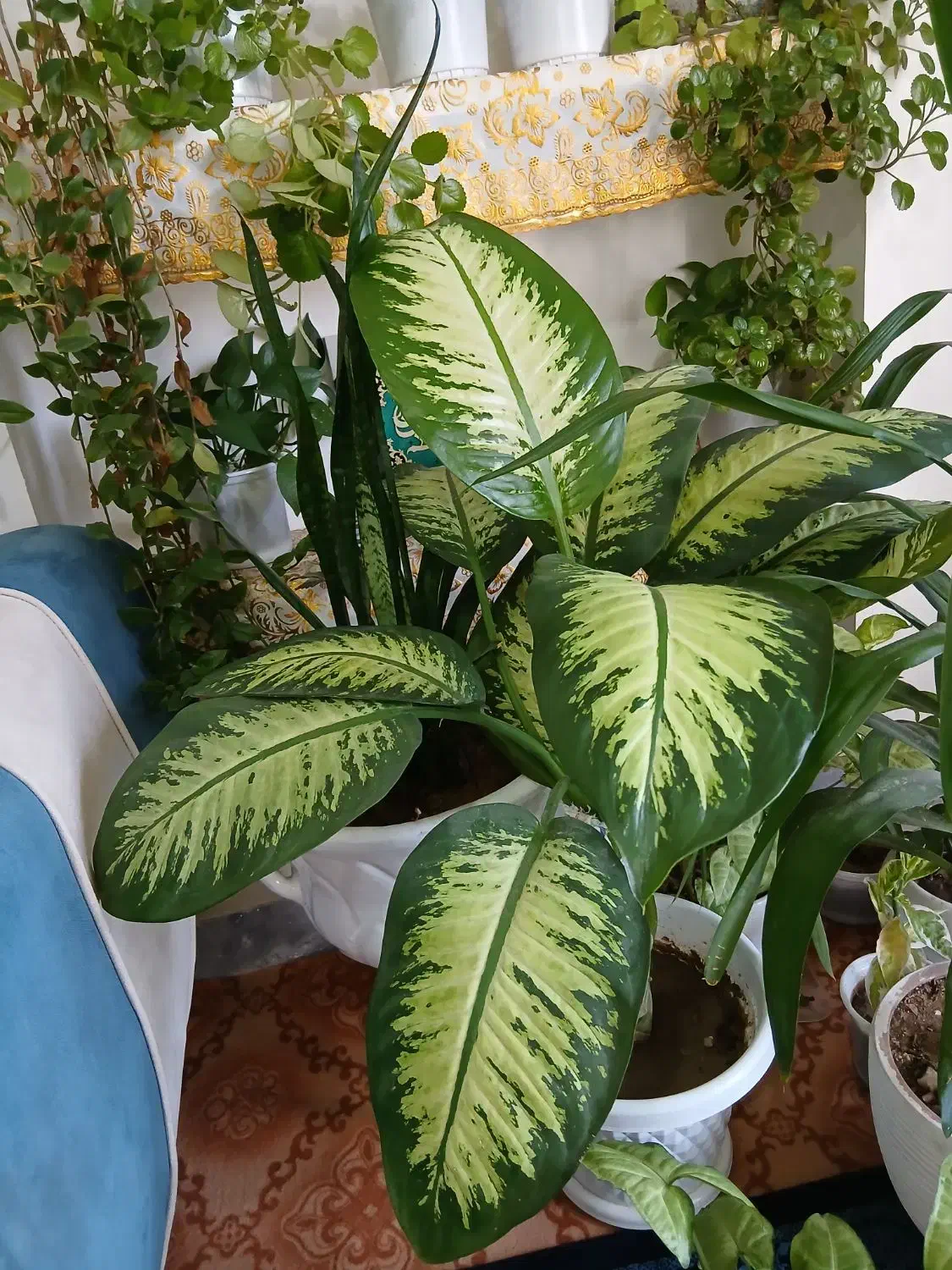 گل و گیاه|گل و گیاه طبیعی|باغ ملک, |دیوار