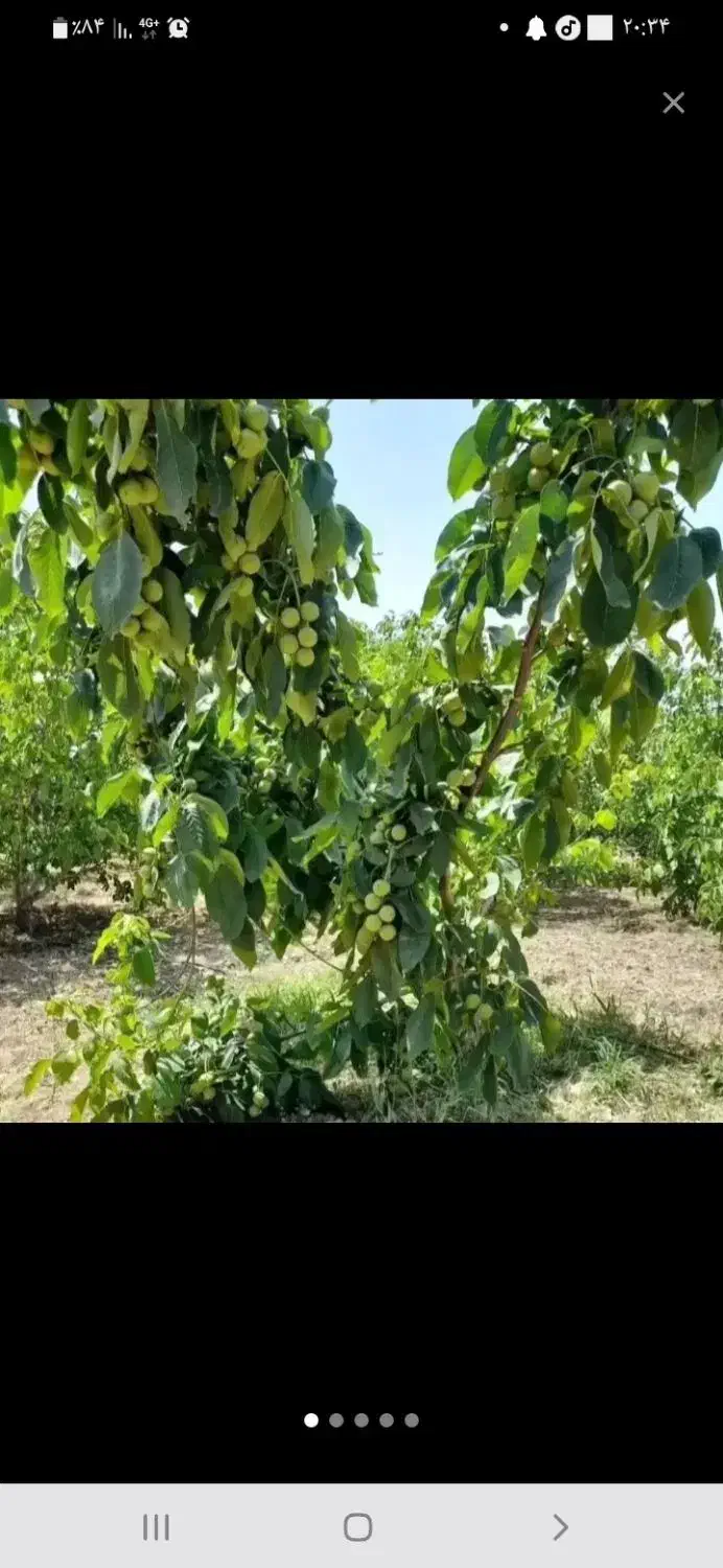 فروش ملک تجاری تازه ساختو مسکونی بعلت مهاجرت|فروش مغازه و غرفه|سمیرم, |دیوار