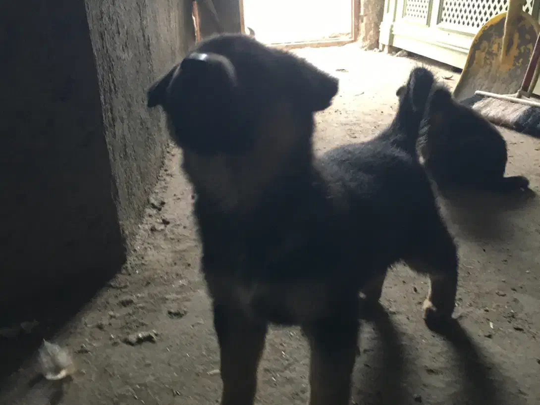 توله سگ ژرمن وررک|سگ|اردبیل, |دیوار