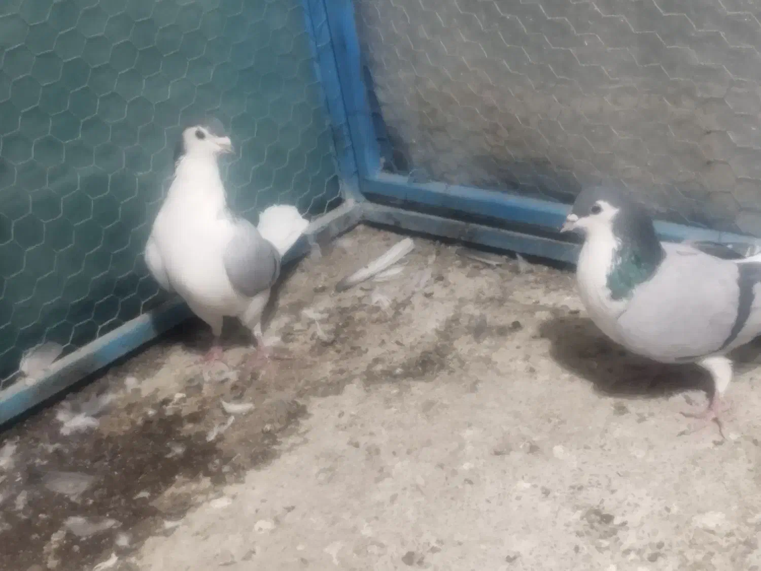 دو عدد نر واز|پرنده|خمینیشهر, |دیوار