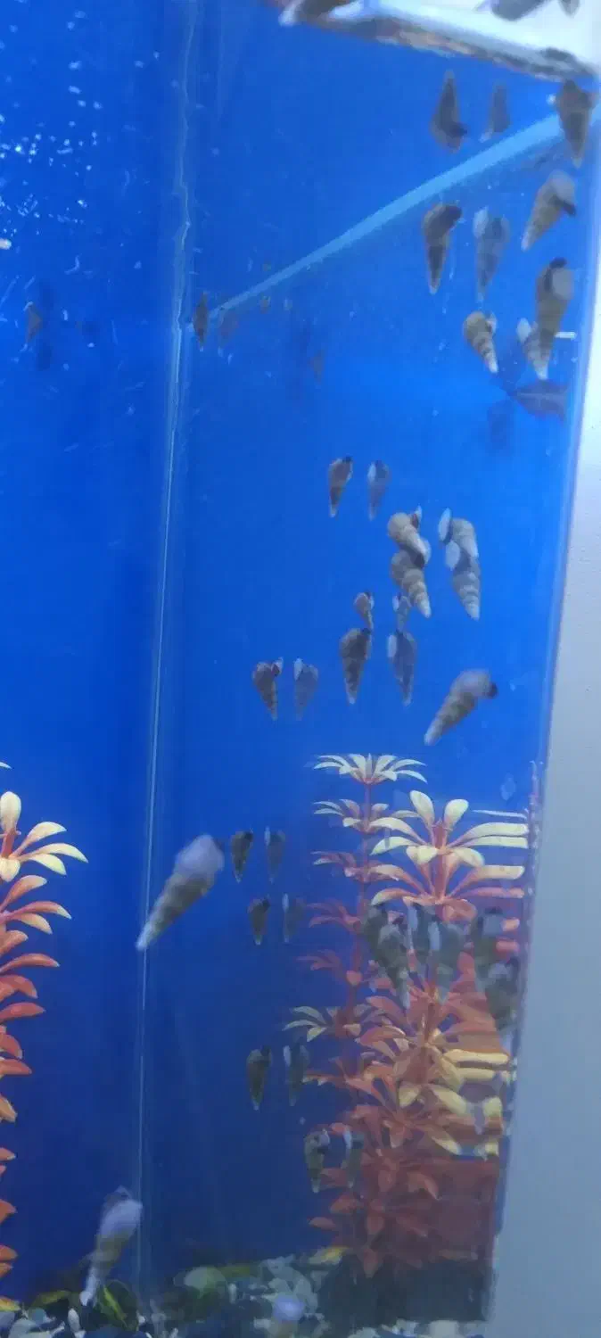 حلزون فانوسی وسنگ ریزه|ماهی|قم, زند آباد|دیوار