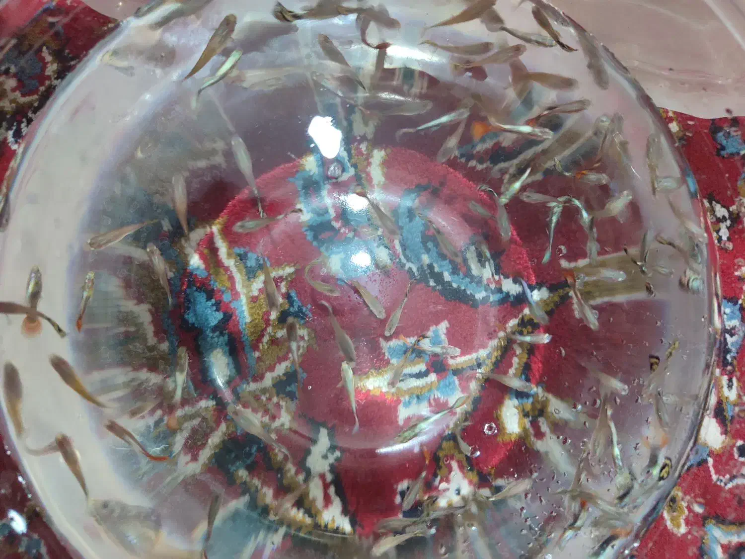 ماهی گوپی اکواریوم|ماهی|گنبد کاووس, |دیوار