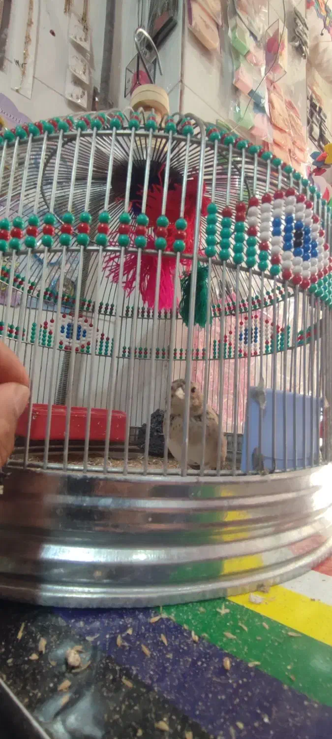 پرنده خاکی قناری|پرنده|شیراز, کوشک میدان|دیوار