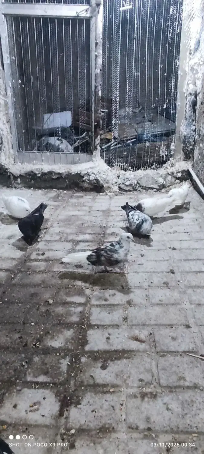 کبوتر|پرنده|مینودشت, |دیوار