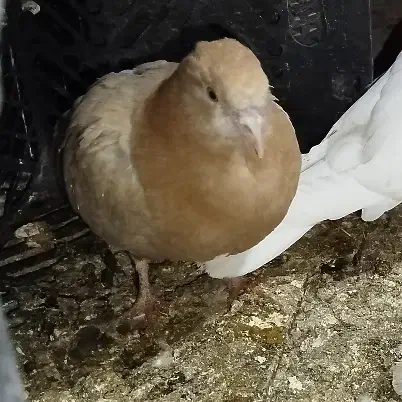 جوجه زرد|حیوانات|کوهدشت, |دیوار