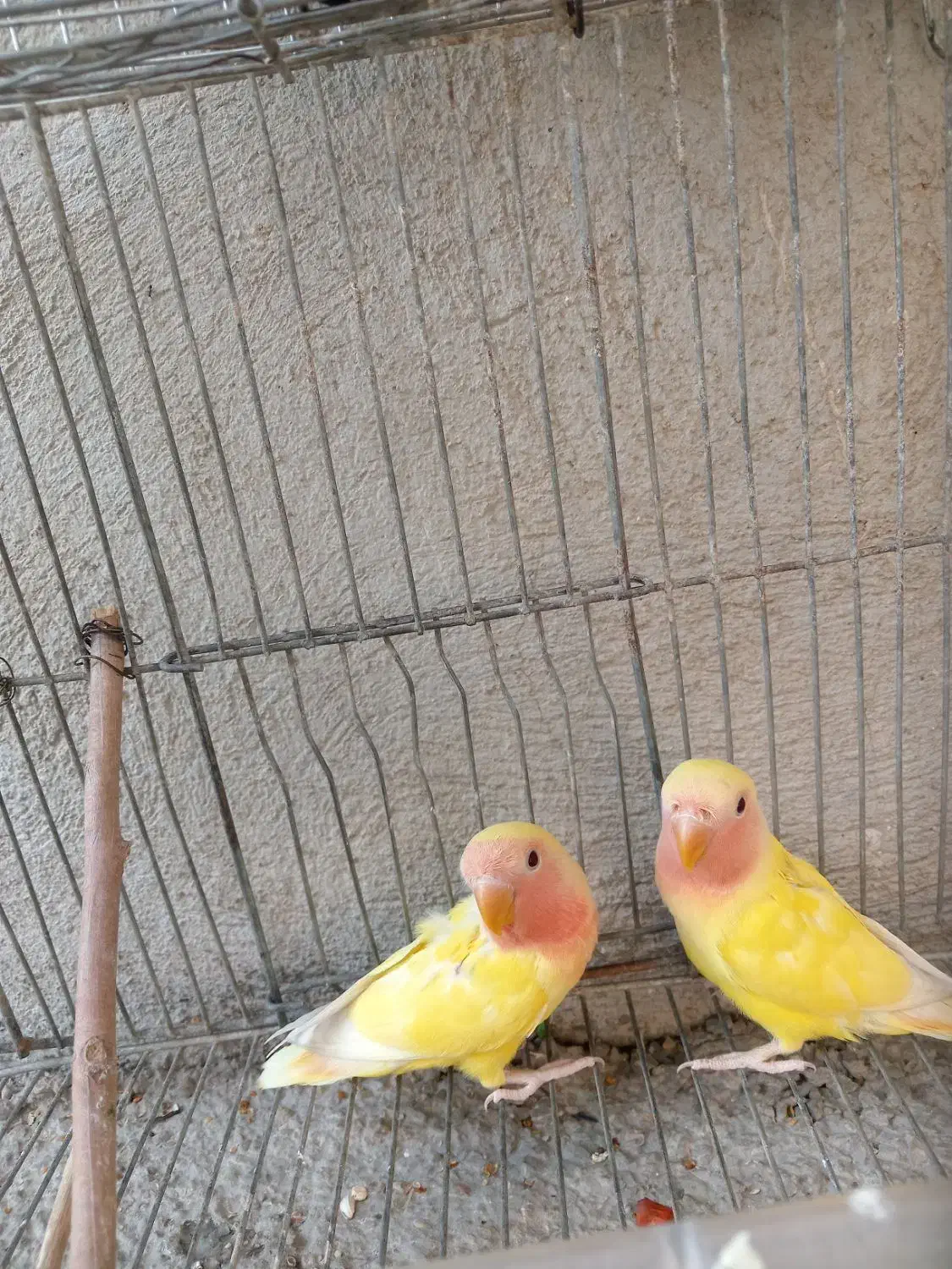 پرنده|پرنده|لوداب, |دیوار