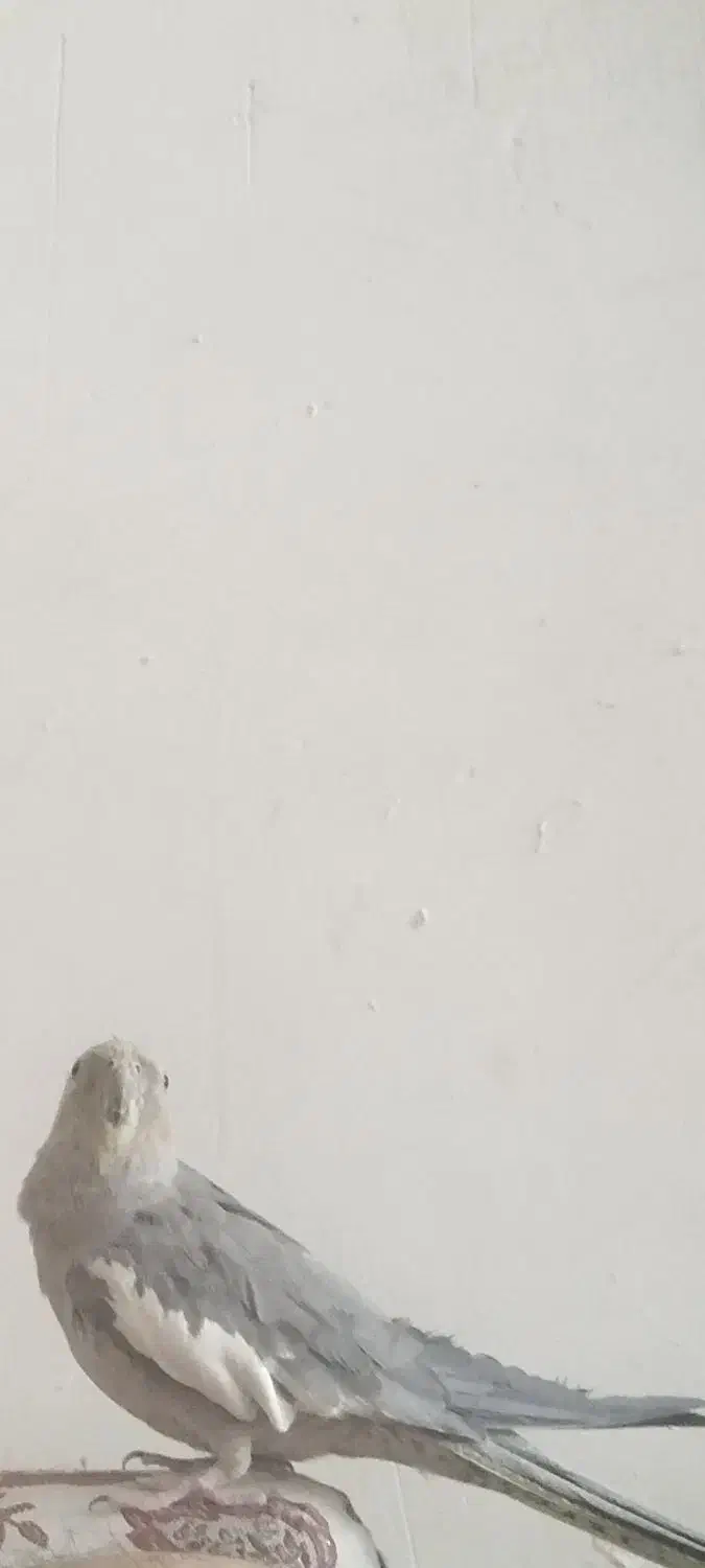 عروس هندی گم شده سی متری پژوهنده خیلی وابستشیم|حیوانات|خرم‌آباد, |دیوار