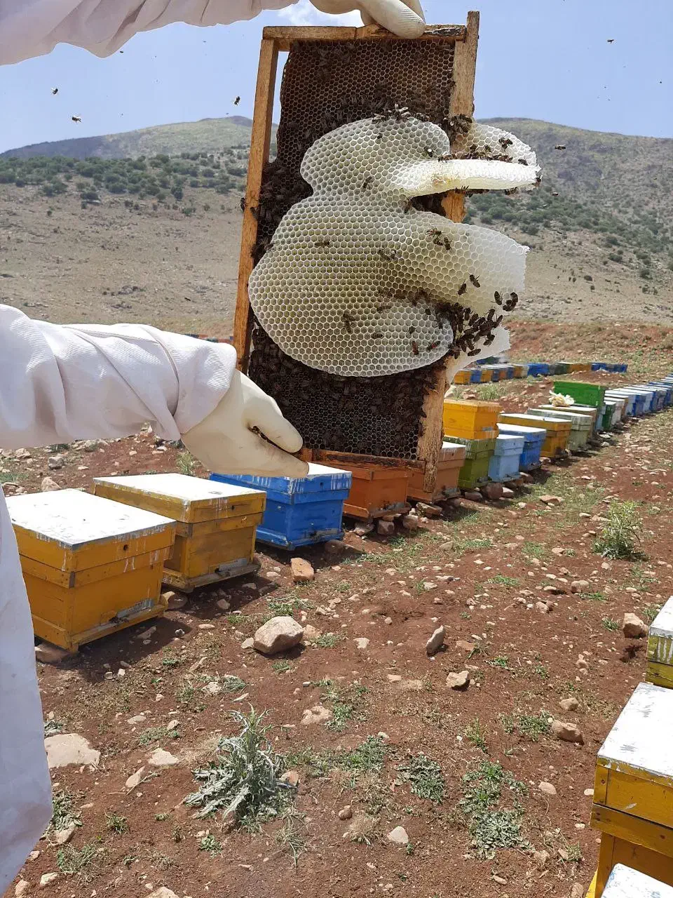 عسل طبیعی عوالان|خوردنی و آشامیدنی|سنندج, |دیوار